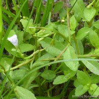 Bonnaya antipoda (L.) Druce